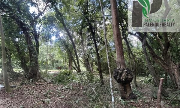 Terreno PMP11 Terreno PMP11